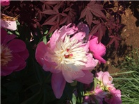 b5803e06-20170522 Ri božur r.jpg